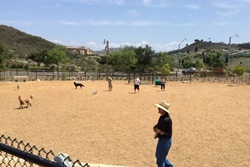 Pet friendly dog park in Taos, New Mexico: Carson National Forest