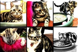 Pet day care in Carlsbad, California, Holiday Pet Hotel dog boarding cat boarding dog daycare