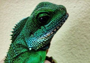 pet friendly veterinarians in carlsbad california, vets in carlsbad