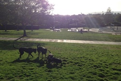 Orpheus Neighborhood Park dog parks near carlsbad
