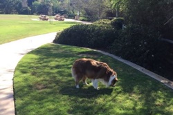 Pet friendly dog park in Taos, New Mexico: Santa Cruz Lake Recreational Area