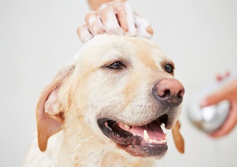 Pet day care near Carlsbad, california doggie day camp