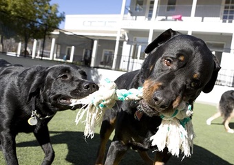 Pet day care near Carlsbad, california doggie day camp